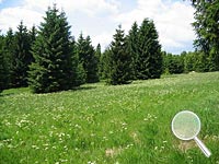 Meinels Baerwurz