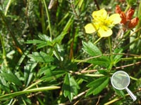Meinels Baerwurz