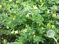 Meinels Baerwurz